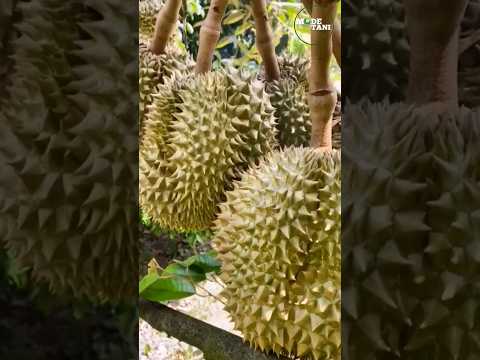 UNIQUE WAY TO HARVEST DURIAN #shorts