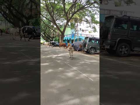 #cow #cows #roamingfree on the #road #jaywalk #mysoreroad #mysore #mysuru #mysorediaries #explore