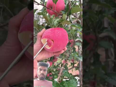 @Fruitgarden08@Malwainspired @adityamovies #fruitcutting #food #trending #strawberry #shorts 👍