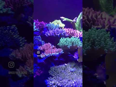 Grzegorz Grebosz’s Acro display is probiotic perfection! #reef #acropora #reeftank