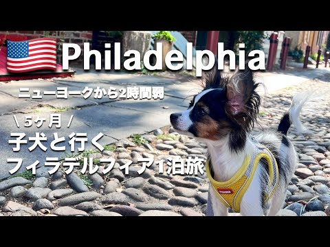 [ Philadelphia ] First Overnight Trip with a 5-month-old Papillon Puppy VLOG