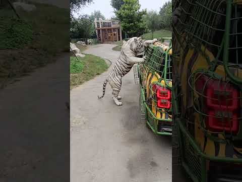 ¿Por qué hay tigres encima de este coche? 😨