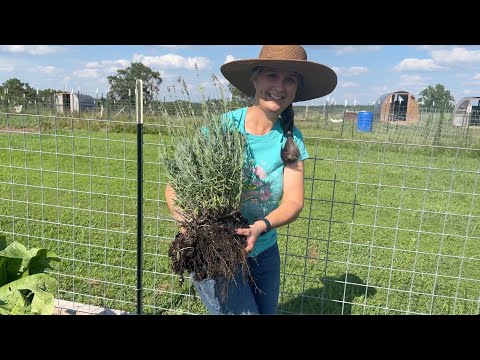 8 Years of Dreaming, NOW it's a REALITY! Planting my Herb Garden!