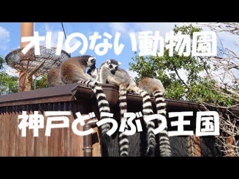 🐯✨オリの無い動物園 神戸どうぶつ王国#マヌルネコ＃スナネコ＃神戸どうぶつ王国