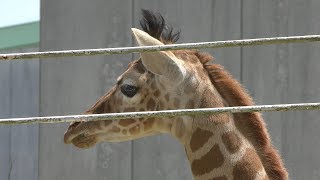 アミメキリン (九十九島動植物園 森きらら) 2019年4月22日