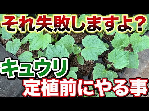 【効率よく】キュウリ栽培をしたいなら植え付ける前にする３つの準備