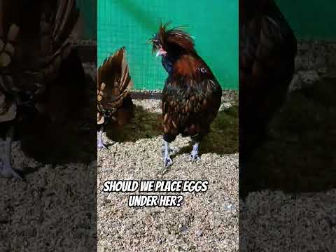 Have you ever seen a Golden Laced Polish Hen Go Broody?? #fjfarms #goldenpolish #broodyhen #shorts