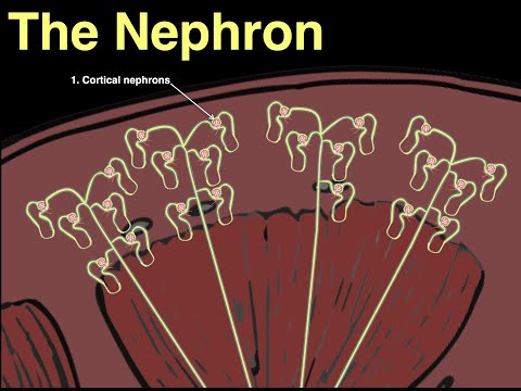 The Nephron