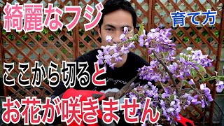 【フジのお花】お花を咲かせる管理方法を実践解説します！【植替え】【花摘み】【育て方】