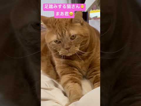 足踏みする猫さん🐵まあ君😄🦁#shorts#ブリティッシュショートヘアー #レッドタビー