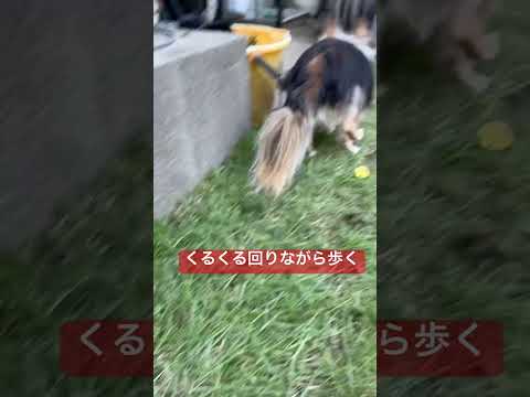 くるくる回りながら庭を散歩 #ちわわ #老犬 #ちわわ大好き #おうちでできること #庭