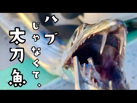 静岡県で太刀魚を狙う方法