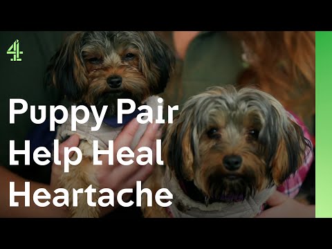 Adorable puppy pair help a grieving family | The Dog House 🐶 | Lola & Bailey, the Yorkshire Terriers