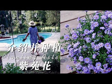 SUB）Home Depot有哪些新花上市｜介绍并种植紫苑花｜Buying And Planting Aster