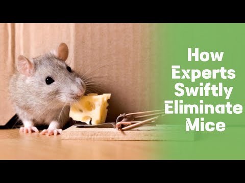 How Experts Eliminate Mice & How Long It Takes