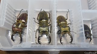 巨大ミヤマクワガタ【昆虫採集・カブトムシ・クワガタ】