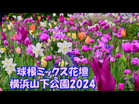 【4K】球根ミックス花壇＠横浜山下公園2024