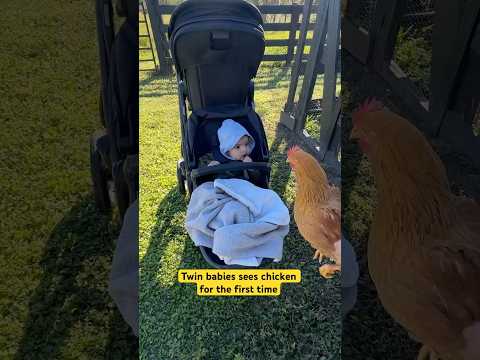 Twin babies sees chicken for the first time  #funny #raisingtwins #twins #twinparents ￼