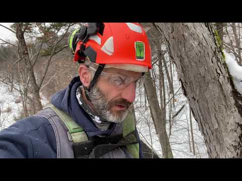 Views from Aloft: Storm-damaged Shagbark Hickory