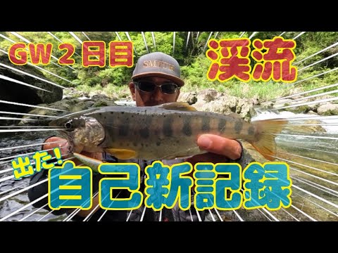 渓流アメゴ(アマゴ)  渓流の自己新記録更新！