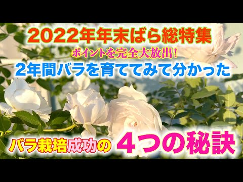 【最重要】２年間バラを育てて分かった、バラ栽培成功の４つの秘訣。これさえ押さえれば、バラ栽培はバッチリです！