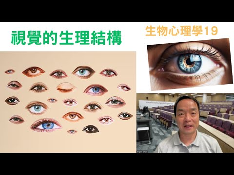 生物心理學19: #視覺的生理結構 #眼睛#視覺#色盲