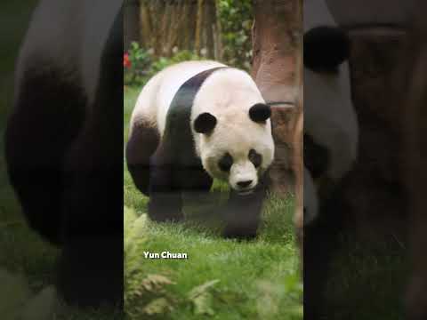 Pandas Explore New Habitat at San Diego Zoo