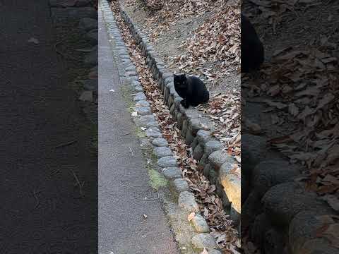 黒猫が鳴くと。。。。。