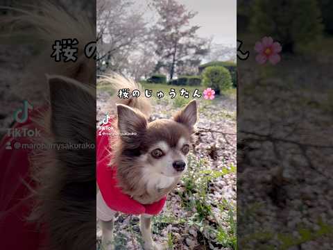 桜のじゅうたんの迷路🌸🌸🌸 #dog #可愛いわんこ #わんちゃん #犬のいる暮らし #いやしわんこ #わんこ #散歩 #癒しワンコ #ワンコのいる生活