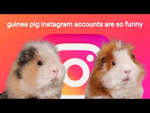 Guinea pig instagram accounts