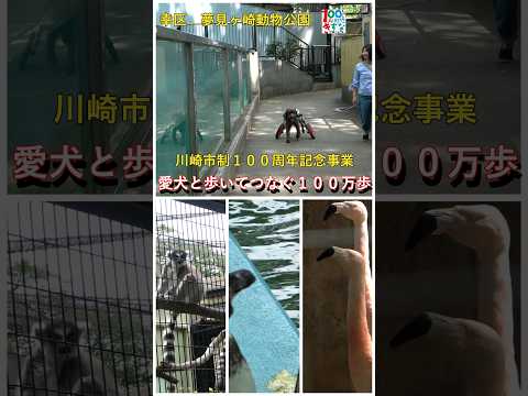 幸区版　ショート動画＃犬と歩く川崎市の名所