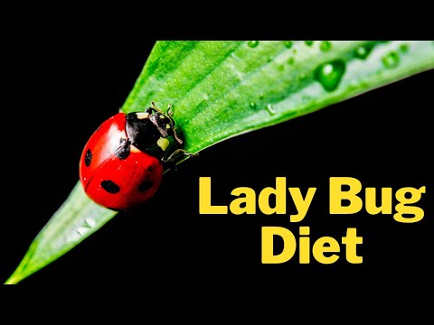 What Do Ladybugs Eat? | Ladybug Diet and Nutrition