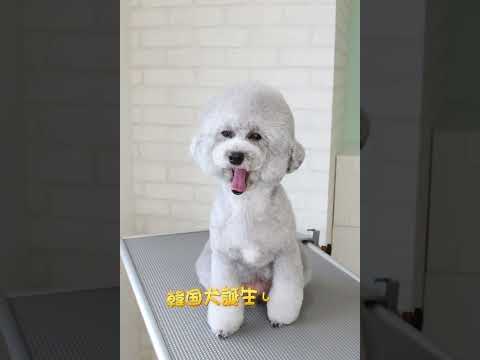 【振り向き韓国美人犬生まれました☺️】#shorts