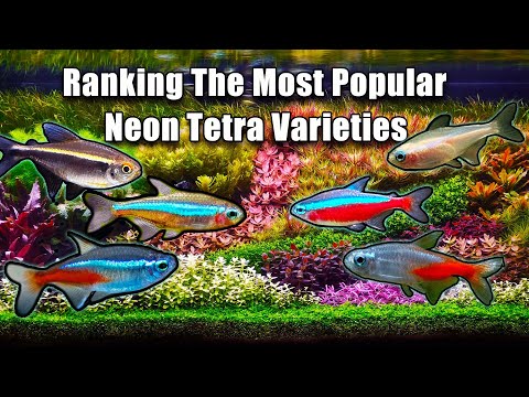 Ranking The Most Common Neon Tetras Types!