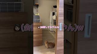 【おしゃべり猫】猫ちゃん同士の会話を盗み聞きしたら面白すぎたwww