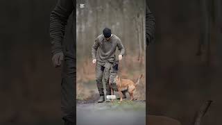 #k9trainer #dog #dogsoftiktok #trending # trainingdogs#k9 #tactical#viralshorts #fyp