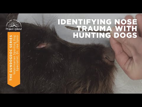 Nasal Discharge in Dogs - Identifying Nose Trauma with Hunting Dogs