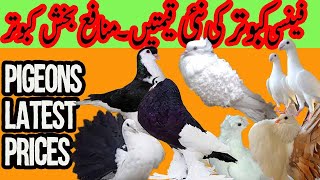 Fancy Pigeons Price In Pakistan | Fancy Pigeon Types | Fancy Pigeon Market | Fancy Pigeon Business