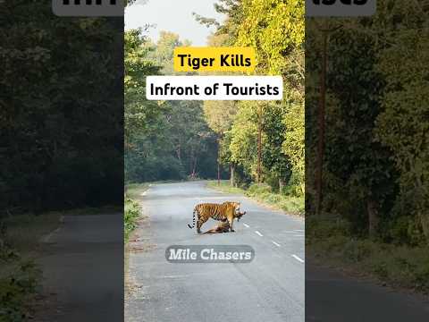 Tiger hunts deer in front of Tourists in Jim Corbett Dhela Zone #shorts #tiger #kill