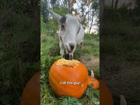 Hungry Goat Eats Leftover Pumpkin Lantern