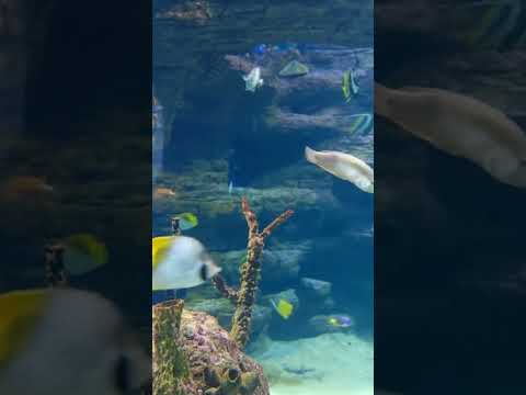 Beautiful fish in an aquarium #shorts #short