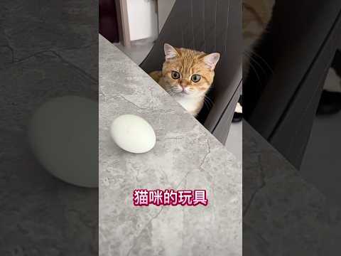 人要学会自娱自乐～可爱的猫咪和蛋蛋#宠物生活 ##猫咪 #玩具 #毛小孩 #天真爛漫 #猫 \the toy for cats #cat #eggs #pets #toy for cats