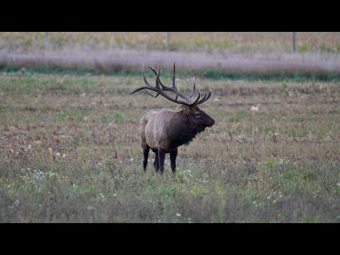 The largest elk in Wisconsin 😱