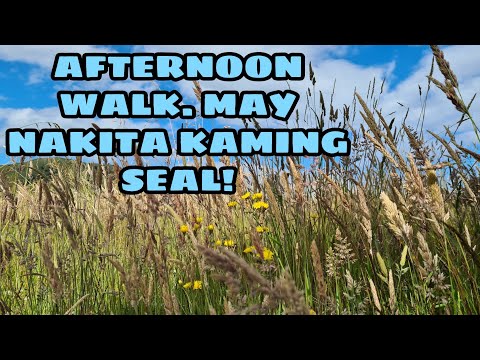 AFTERNOON WALK WITH NEO | WE SPOTTED A SEAL | NATURE WALKING