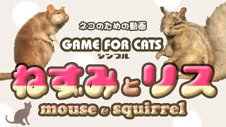 GAME FOR CATS - SIMPLE - Mouse & Squirrel 30min