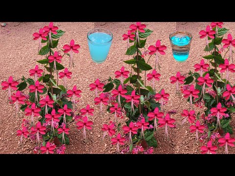 bleeding heart vine  ചെടിച്ചട്ടിയിൽ ഒതുക്കി വളർത്താം# Kerala gardening ideas for home Malayalam