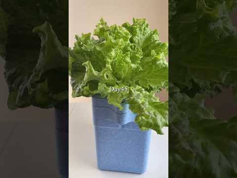 I tried growing lettuce in Styrofoam.／発泡スチロールでレタスを育ててみた