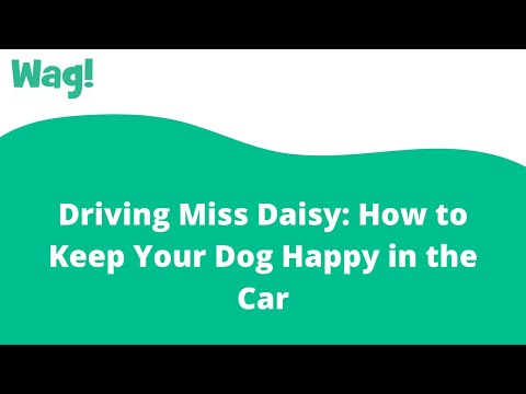 Driving Miss Daisy: How to Keep Your Dog Happy in the Car | Wag!