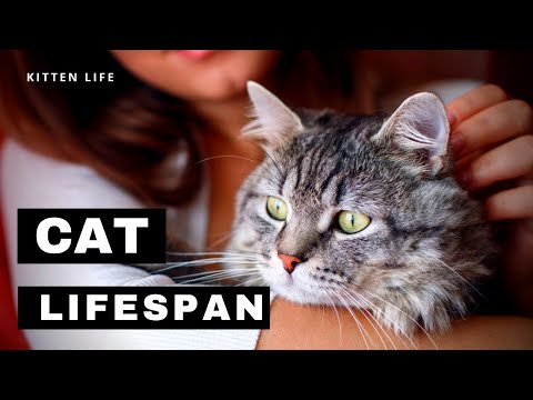 Why Don’t Cats Live as Long as Humans?