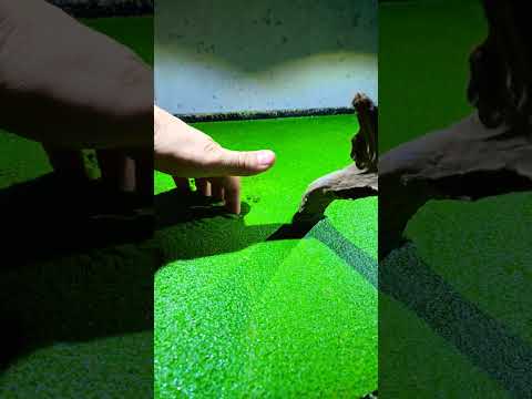 What's under the duckweed?